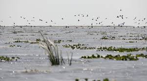 Dunarea este un fluviu european care de la izvorul sau din muntii padurea neagra traverseaza 10 tari. Excursii In Delta Dunarii Locuri Minunate Pe Care Sa Le Vizitezi Sfaturi È™i Idei Pentru Un Sejur In Delta DunÄƒrii Green Village Resort