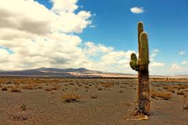 Also if you can download a resized wallpaper to fit to your display or download original image. Wallpaper Cactus Argentina Landscape Desert Bluesky Salta Valdecilima 4752x3168 1122244 Hd Wallpapers Wallhere