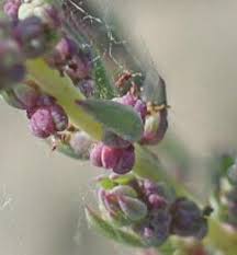 Image result for Suaeda sp. B