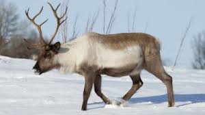 Arctic reindeer live in the near perpetual night and then endless daytime that seasonally occur at the top of the world. Arctic Reindeer Numbers Fallen By More Than Half Cbbc Newsround
