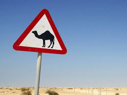 The camel's hump is an ugly lump which well you may see at the zoo; Camel Bites Owner S Head Off After Being Tied Up All Day During Heatwave The Independent The Independent