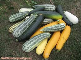 Last year, they killed my pumpkins and almost killed my zucchini. Growing Worm Food Red Worm Composting