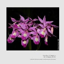 Image result for Lijndenia sp. cf barteri