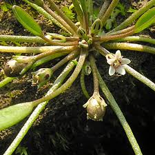 Image result for Limosella