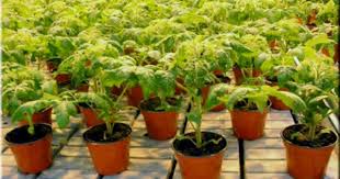 посадка цветов на рассаду в марте по лунному календарю Kak Vyrastit Rassadu Pomidor Kak Poseyat Pomidory Na Rassadu Kak Pravilno Poseyat Rassadu Pomidor Pikirovk Zasuhoustojchivye Rasteniya Sadovodstvo Pomidory