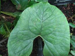 Image result for Stylochaeton