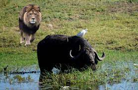Львы против буйволов: схватка, исход которой сложно предсказать | Заметки о  животных | Дзен