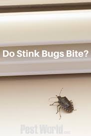 Bites That Look Like Bed Bug Bites But Aren T Pin On Invasive Pests