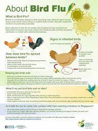 H1n1 flu spreads from one person to another. Avian Influenza Bird Flu Insightsias
