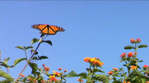 We did not find results for: Major Monarch Butterfly Migration Expected To Be Seen In North Carolina Starting In May Abc11 Raleigh Durham