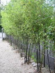 Design ideas for a small modern back formal partial sun garden in denver with an outdoor sport court, natural stone paving and a water feature. Bamboozled By Choice The Best Bamboos For Ireland Howbert Mays Garden Centre