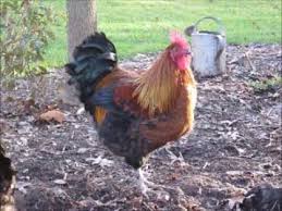 Currently we have an ameraucana rooster and a black copper maran rooster. Max My Black Copper Marans Rooster Going Home Youtube