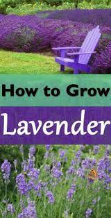 Everything About Growing Lavender Plants Growing Lavender Lavender Plant