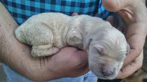 Golden Retriever Denizli Ana Sayfa Facebook