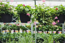 Check spelling or type a new query. When Is The Best Time To Buy Plants For Your Garden
