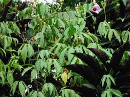 Image result for Ipomoea involucrata