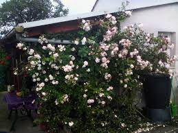 New posts latest activity new thread ratings. Kletterrose New Dawn Finde Deine Neue Rose Online Ratgeber