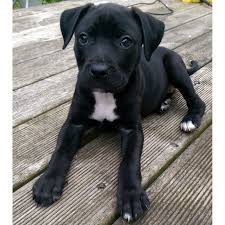 You can browse thru list of presa canario breeders or consider adopting presa canario dog. Lovely Presa Canario Puppy For Sale West Bromwich West Midlands Pets4homes