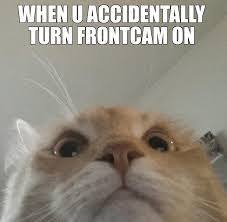 Example of Cat Meme. | Download Scientific Diagram