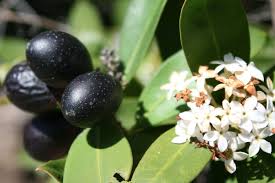 Image result for Acokanthera oblongifolia