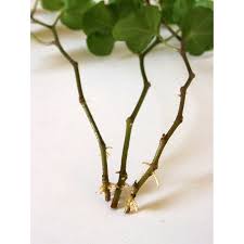 Check spelling or type a new query. Albizia Julibrissin Summer Chocolate Perzische Slaapboom Rood Teeninga Palmen
