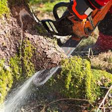The international society of arboriculture is one of the most popular arboriculture schools for gaining your certification, but it is not the only one. Tree Removal Service By Elite Tree Care Paoli Pa