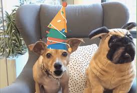 New App Lets You Send Videos Of Your Dog Talking With Lovingly Insulting Birthday Valentine S Messages Barkpost