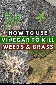 Vinegar Weed And Grass Yes It