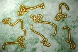 Image result for Filoviridae