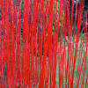 Just like pennisetum purpureum, arundo donax and saccharum ravennae, it is also called elephant grass. 1