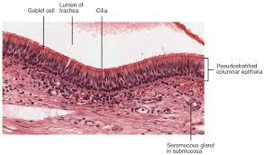 Also learn the functions of these parts. Organs And Structures Of The Respiratory System Anatomy And Physiology