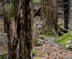 Come And See The Amazing Wildlife In The Great Smoky Mountain National Park Smoky Mountain National Park Smokey Mountains Great Smoky Mountains National Park
