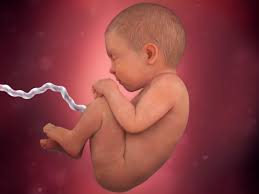 Pin On Conception And Fetal Development
