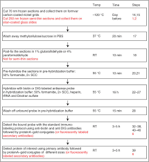 Flow Chart And Timing Of In Situ Hybridization Ish Immuno