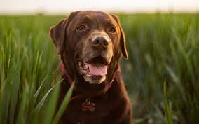 Chocolate Labradors Die Younger And Have More Health Problems As Demand Narrows The Gene Pool
