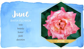 Also, this sign is known for having a tough outer shell but being a softy on the. June Birth Flower Rose Ftd Com
