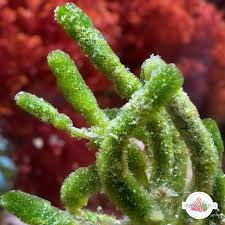 Image result for Macrotyloma rupestre × densiflo