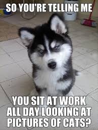 Don't try to be someone that society wants you to be; Funny Dog Work Quotes 25 Best Funny Animal Quotes And Funny Memes Quotes And Humor Dogtrainingobedienceschool Com