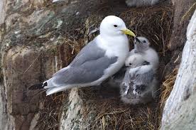 Image result for Tridactyle