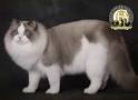 50 of the Most Popular Cat Breeds in the World (Infographic)