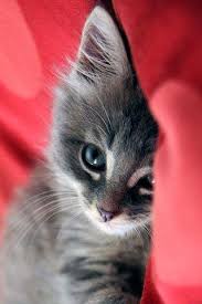 Download kucing wallpaper and make your device beautiful Tema Kucing Lucu 1 0 Apk Download Com Ainulhaqstudio Kucinglucu Apk Free