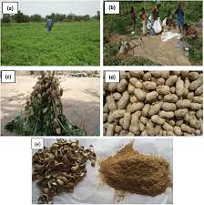 If you have heavy soil, ensure good drainage by working in enough organic matter to make it loose and friable. Images Of Peanut Plants A Peanut Fields B Peanut Harvest C Download Scientific Diagram