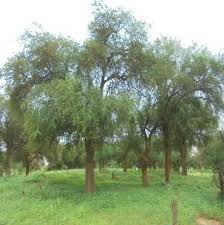 Image result for Balanitaceae