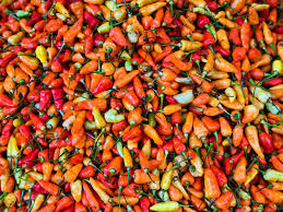 Image result for Capsicum frutescens