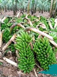 Image result for matooke