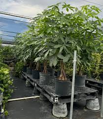 Image result for Pachira