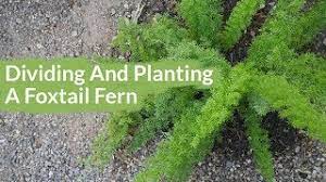 Getting 2 Plants From 1 Dividing Planting A Foxtail Fern Joy Us Garden Youtube