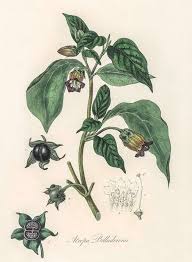In japanese culture, these flowers have their own language, or hanakotoba. Deadly Nightshade Atropa Belladonna Illustration From Medical Botany 1836 By John Stephenson Painting By John Stephenson