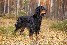 Gordon setter puppies for sale near me. Gordon Setter Dog Breed Information And Owner S Guide Perfect Dog Breeds