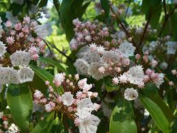 Plant health problems see rhododendron for a discussion of problems removal of diseased leaves help control this fungus on laurel and other members of the heath winter injury predisposes shrubs to secondary or opportunistic pests. How To Grow And Care For A Mountain Laurel Kalmia Latifolia World Of Flowering Plants
